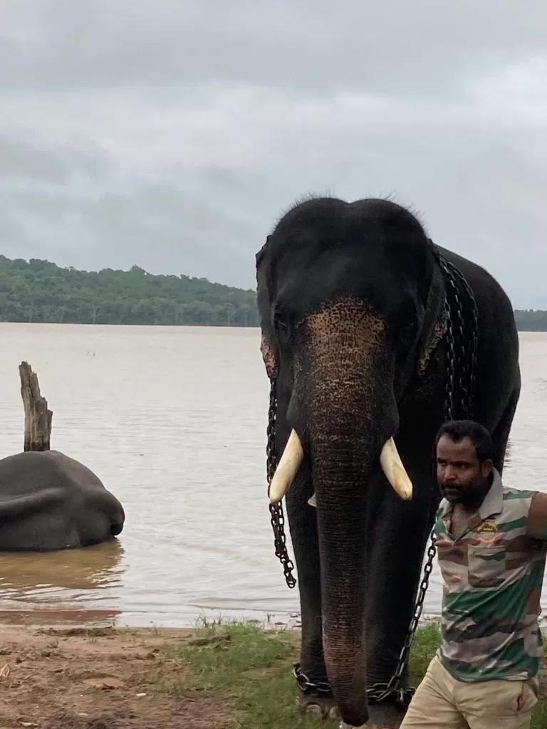 Photo of Sakrebailu Elephant Training Camp By Raghav G