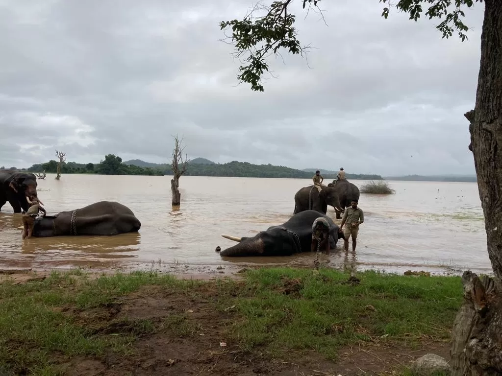 Photo of Sakrebailu Elephant Training Camp By Raghav G