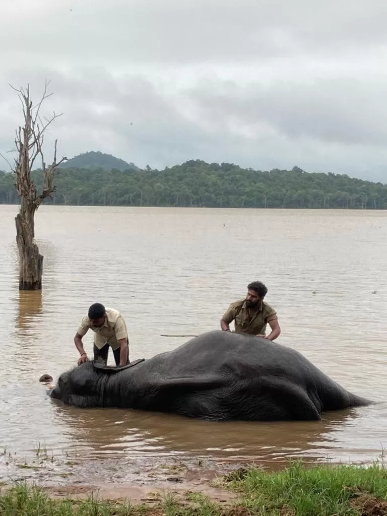 Photo of Sakrebailu Elephant Training Camp By Raghav G