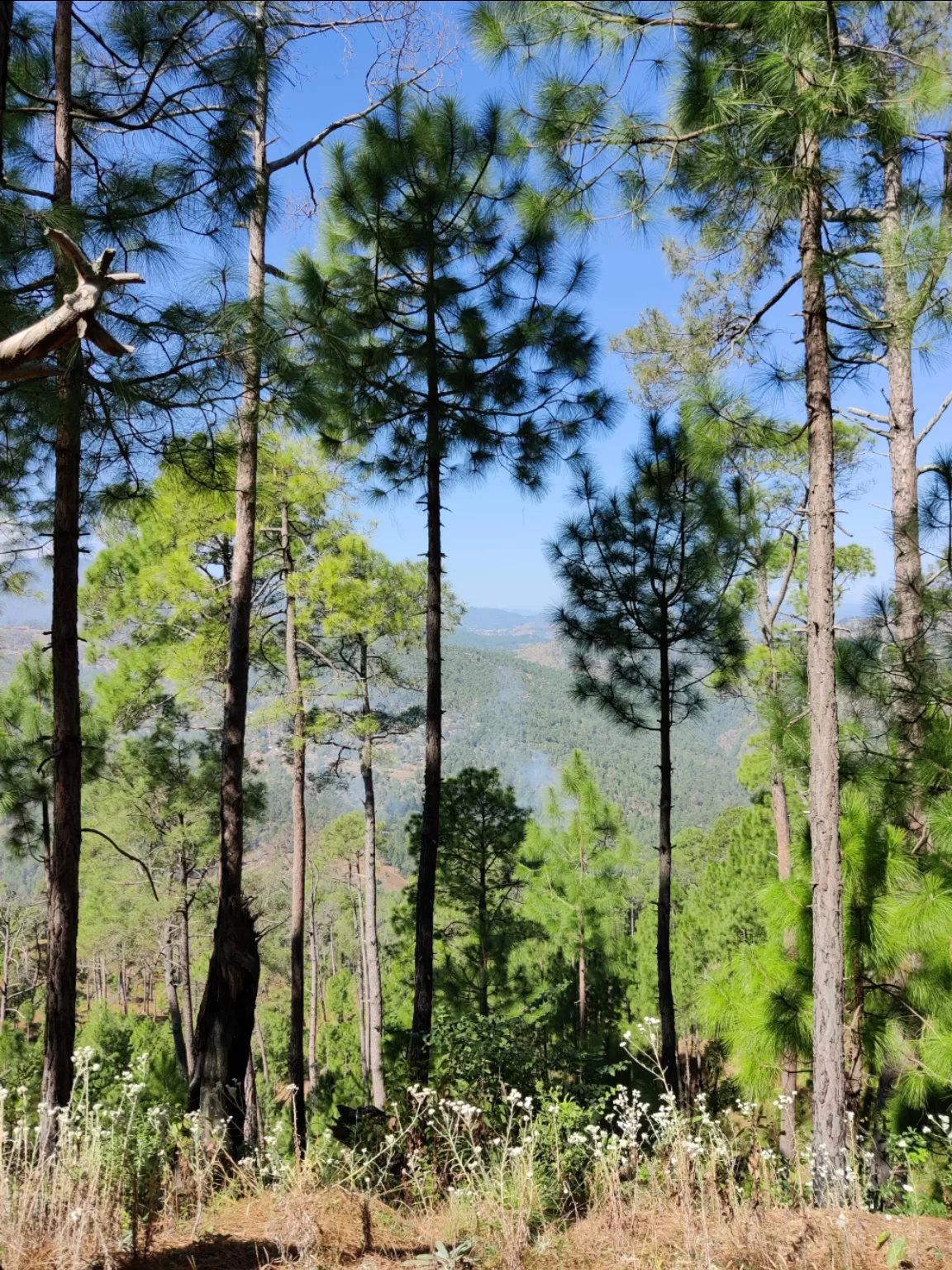 Photo of Mukteshwar By ashish mishra