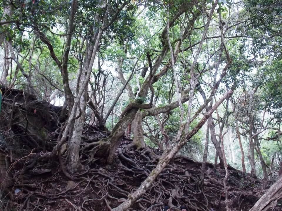 Photo of Trip to Kodai By Mayank Tewari