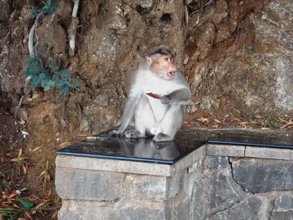 Photo of Trip to Kodai By Mayank Tewari