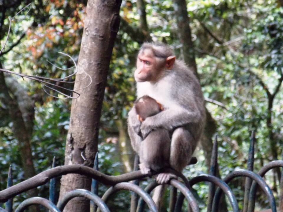 Photo of Trip to Kodai By Mayank Tewari