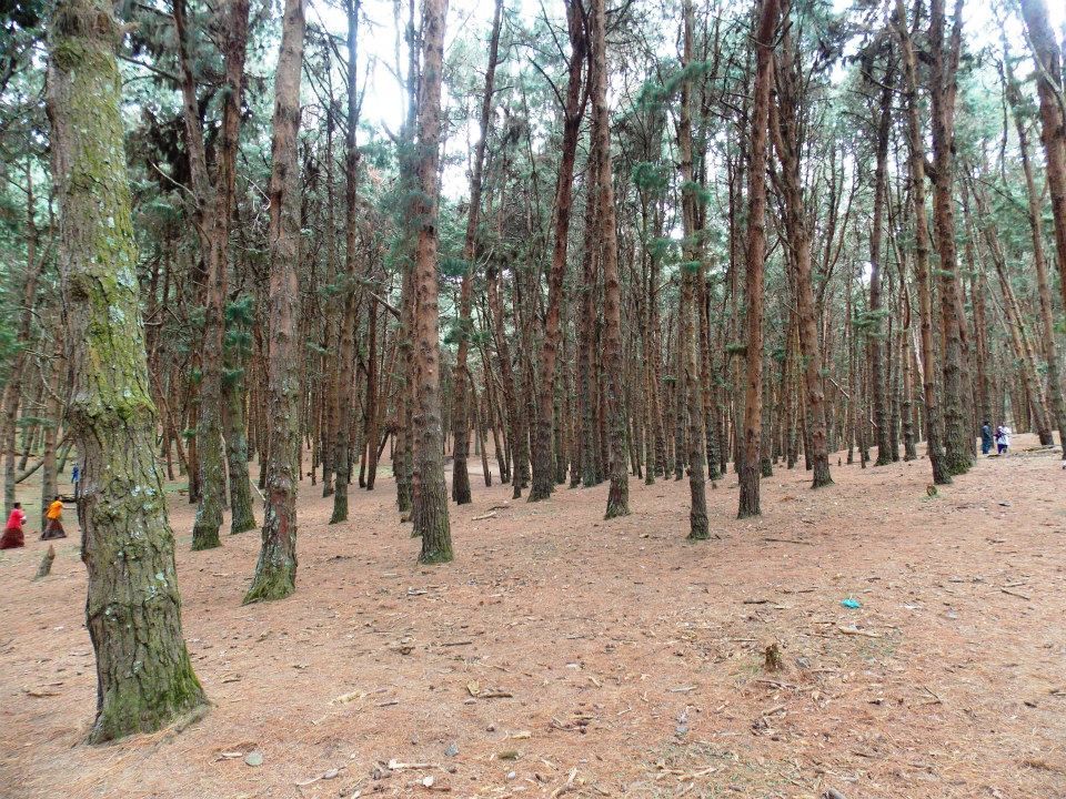 Photo of Trip to Kodai By Mayank Tewari