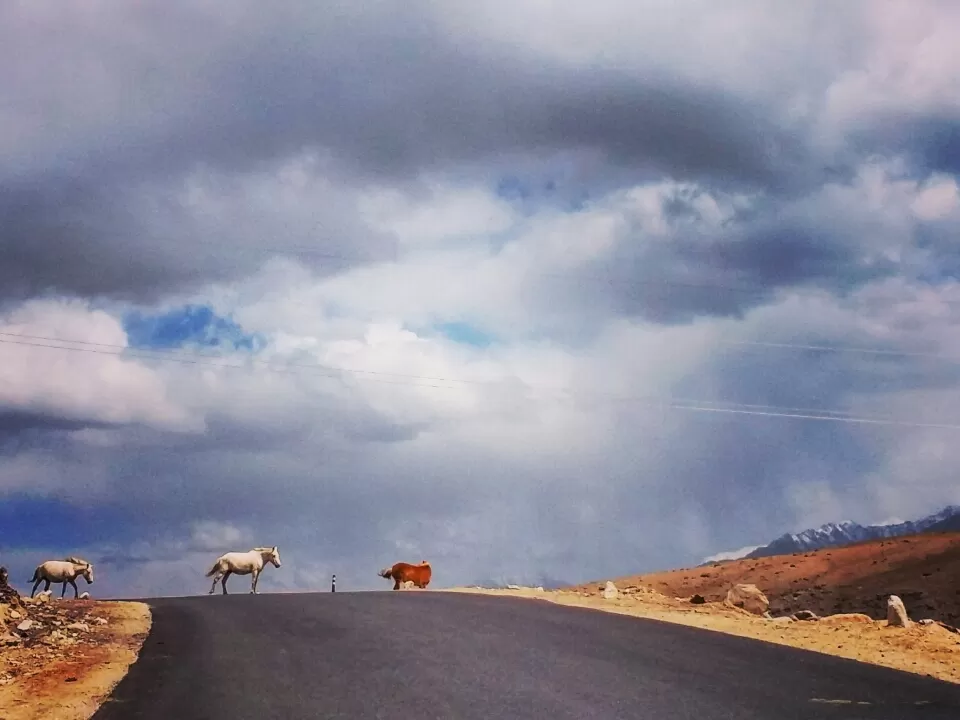 Photo of Tripoto Contest -travel + leisure By Shreya Bhargava Garg