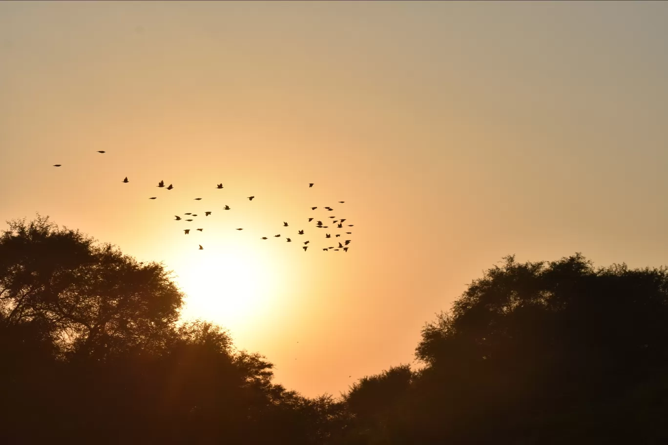 Photo of Khijadia Bird Sanctuary By Divyanshu Bhatia