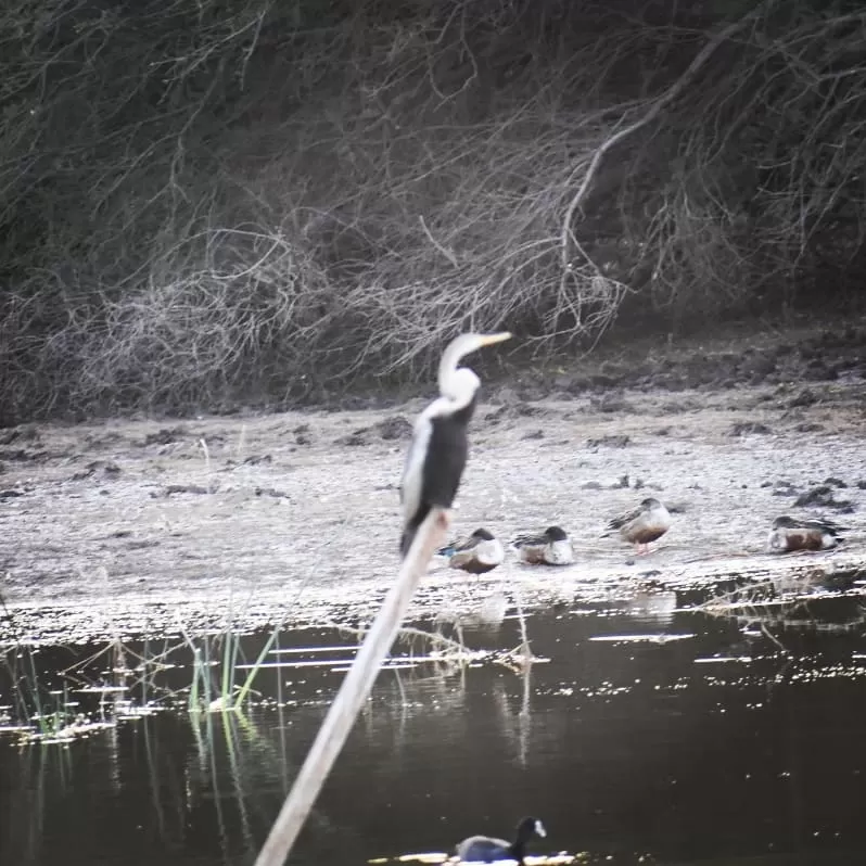 Photo of Khijadia Bird Sanctuary By Divyanshu Bhatia