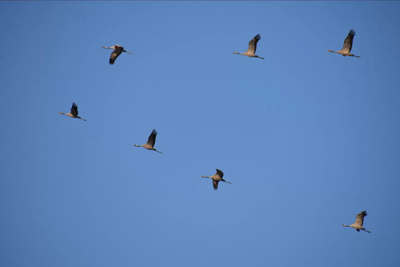 Photo of Khijadia Bird Sanctuary By Divyanshu Bhatia