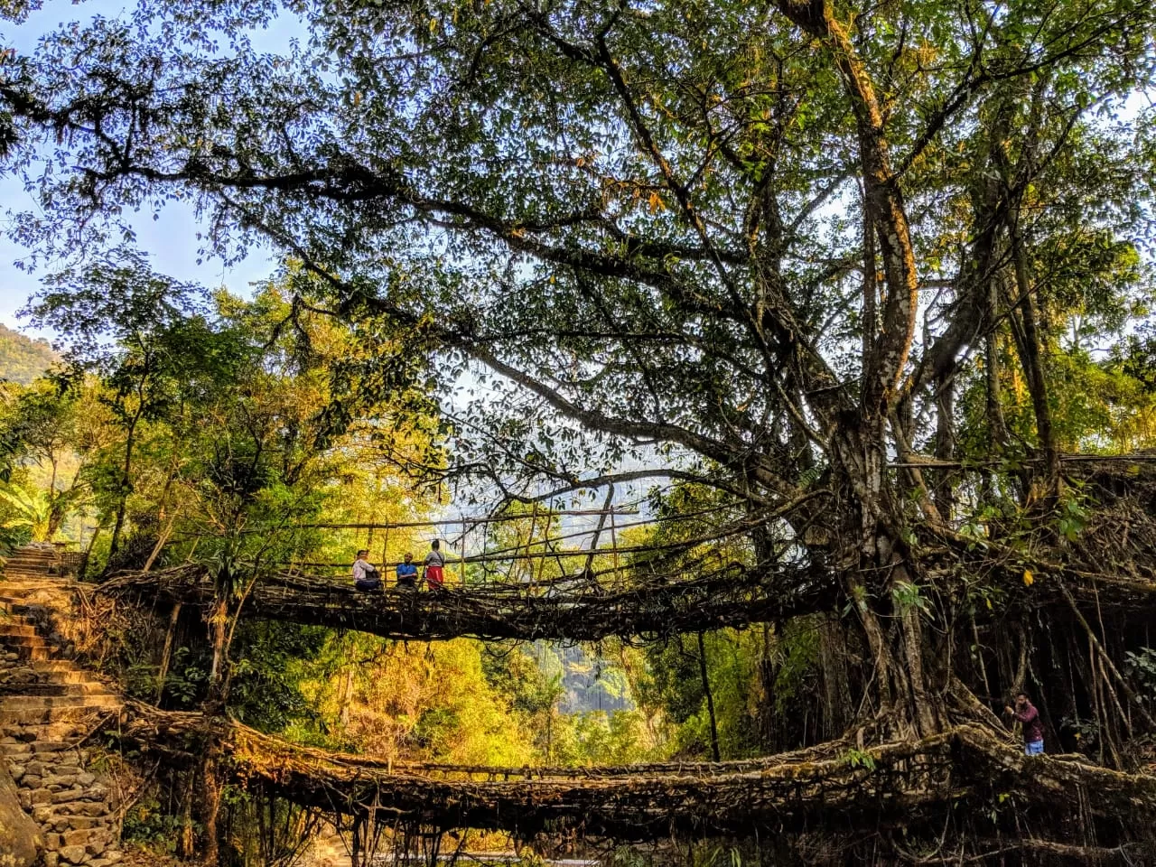 Photo of Living Root Bridge By Komal Sahay