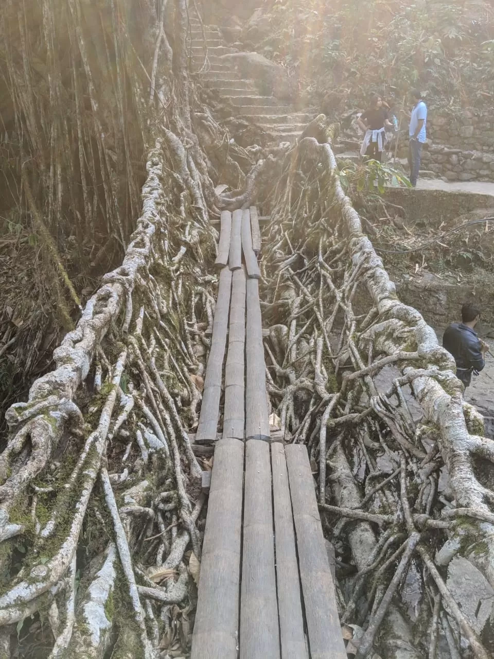 Photo of Living Root Bridge By Komal Sahay