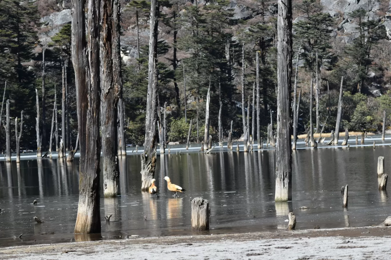 Photo of Trails of Tawang By NIRUPAM BORGOHAIN 
