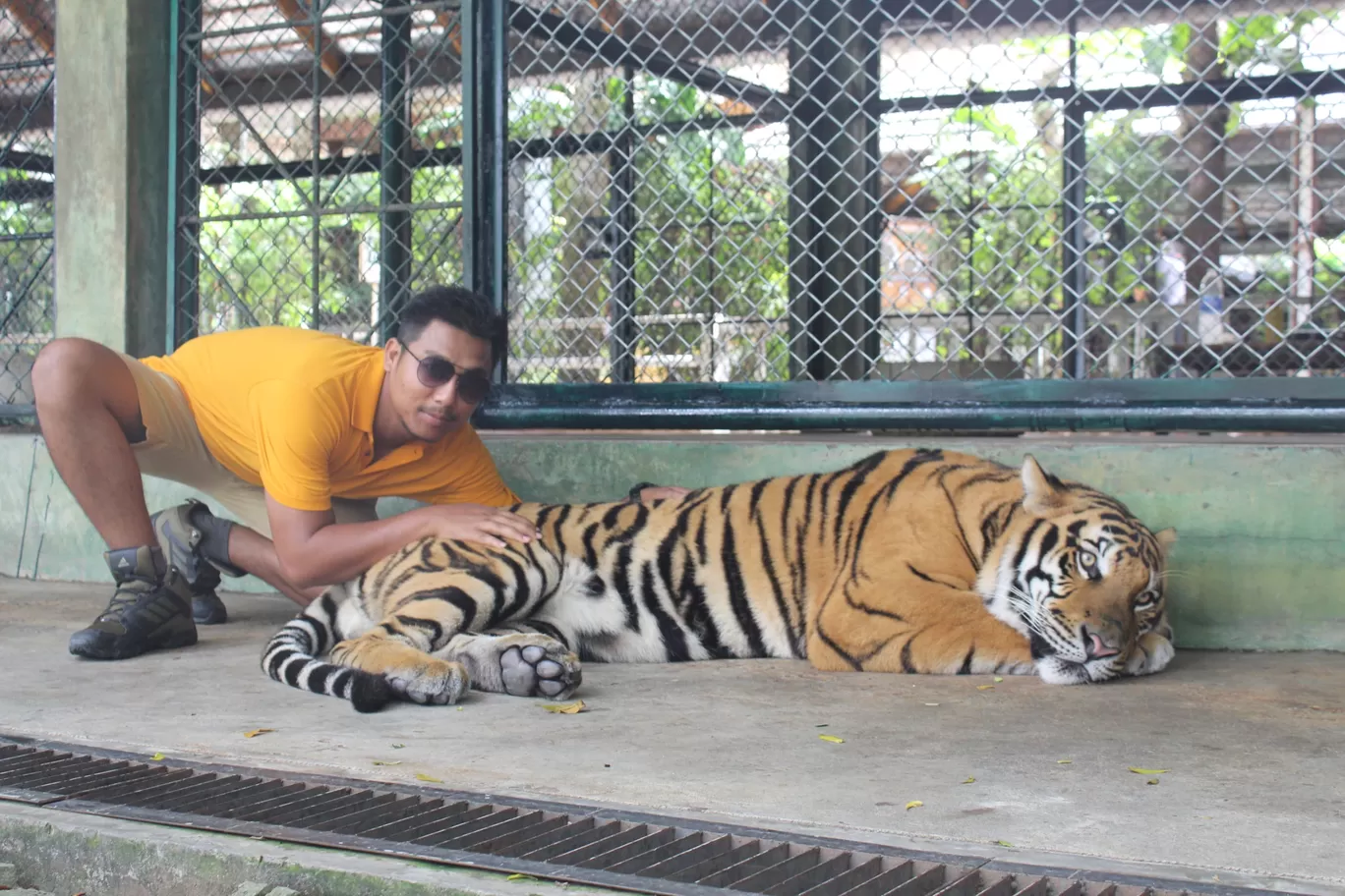 Photo of Tiger kingdom; Phuket By NIRUPAM BORGOHAIN 