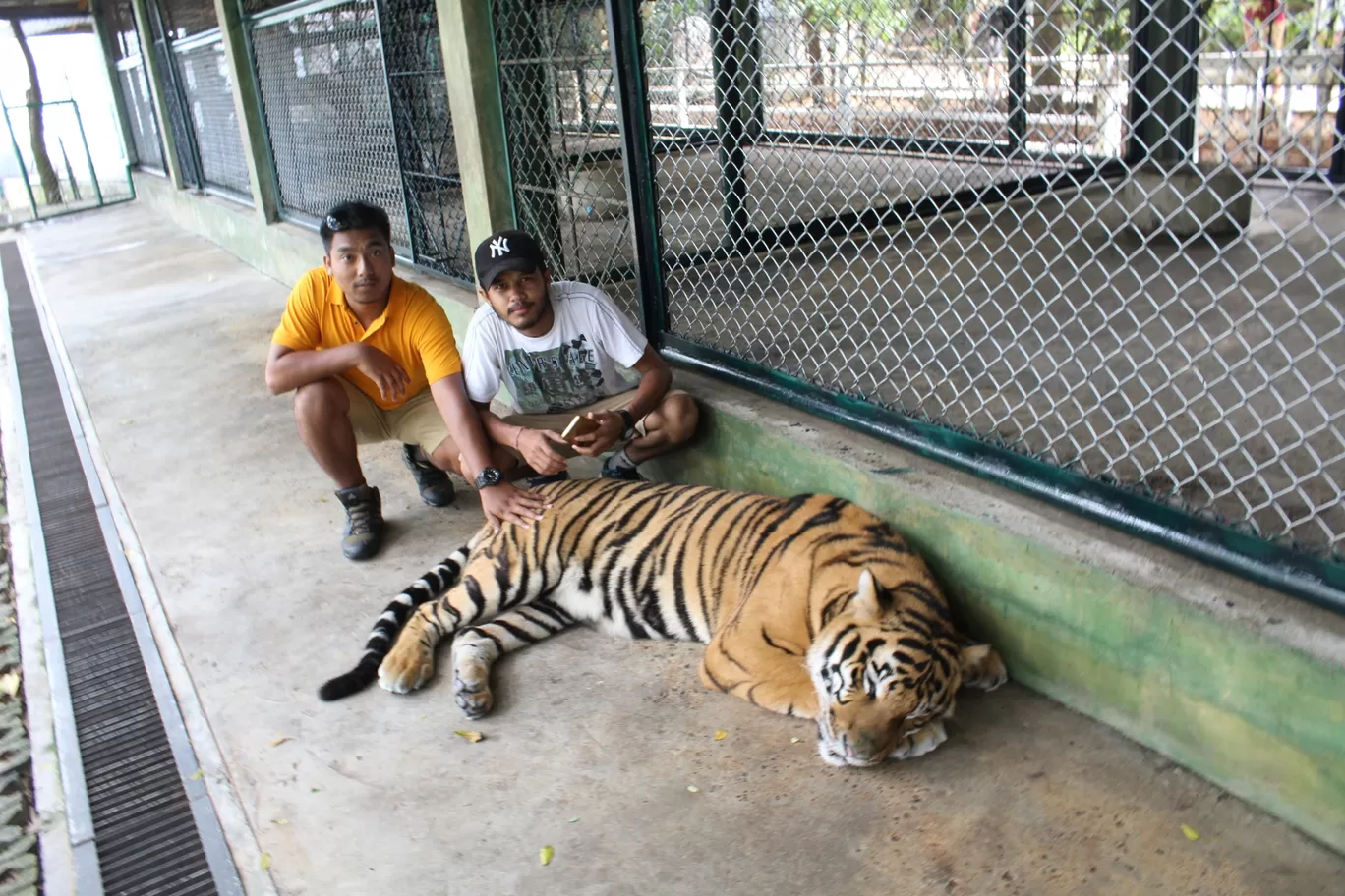 Photo of Tiger kingdom; Phuket By NIRUPAM BORGOHAIN 