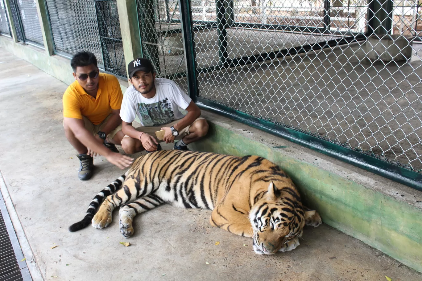 Photo of Tiger kingdom; Phuket By NIRUPAM BORGOHAIN 