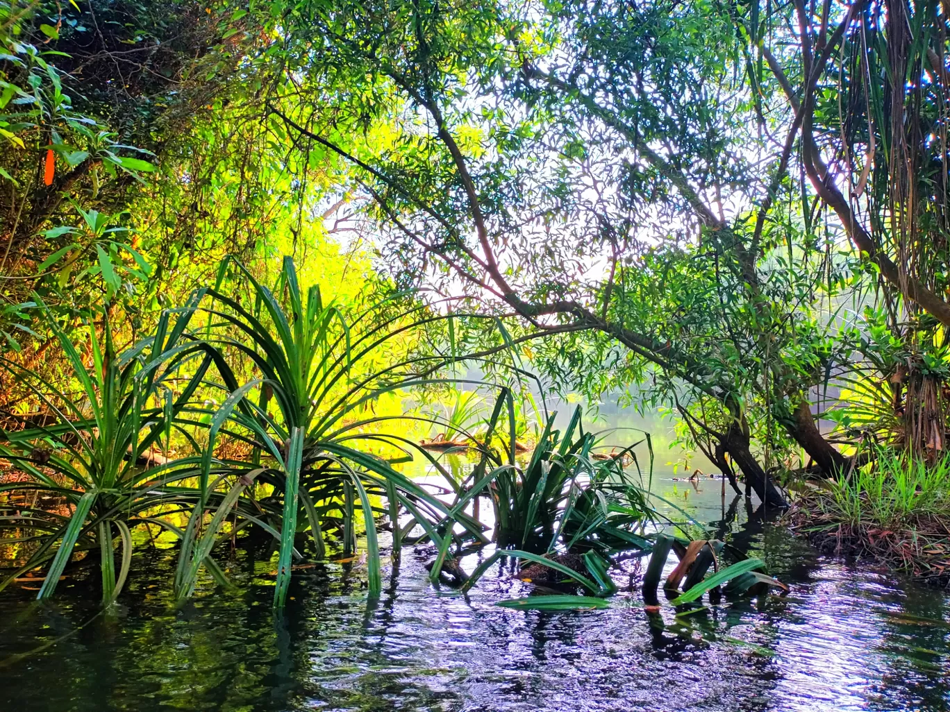 Photo of Poovar By Richa Chhabra