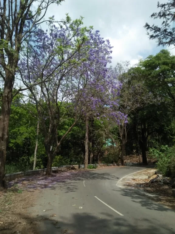 Photo of Kolli Hills By Naseef