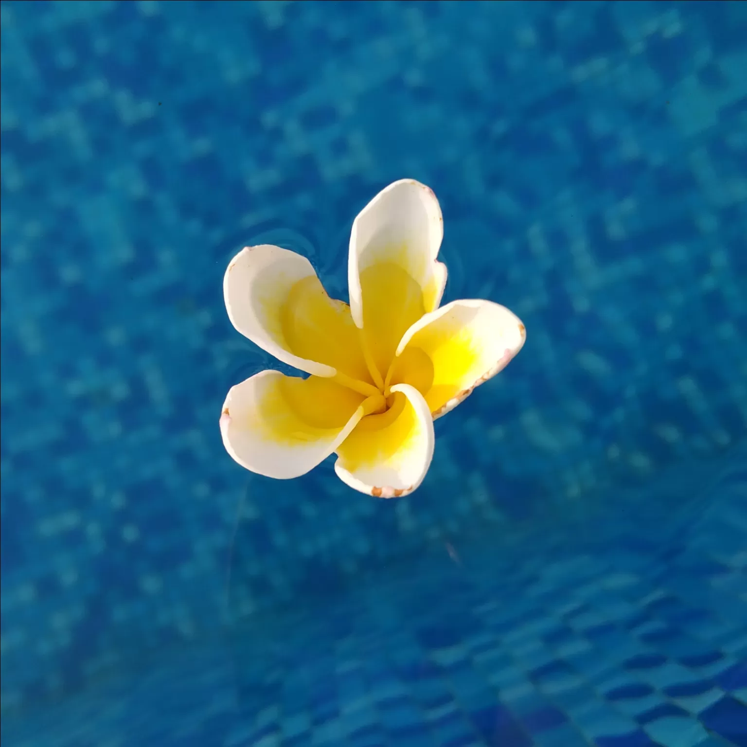 Cover Image of niki.piki