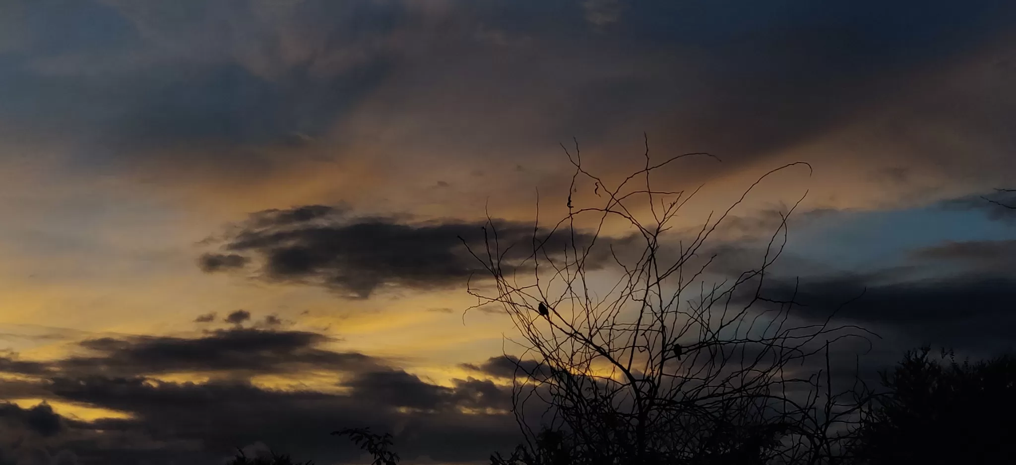 Cover Image of Robin Thomas