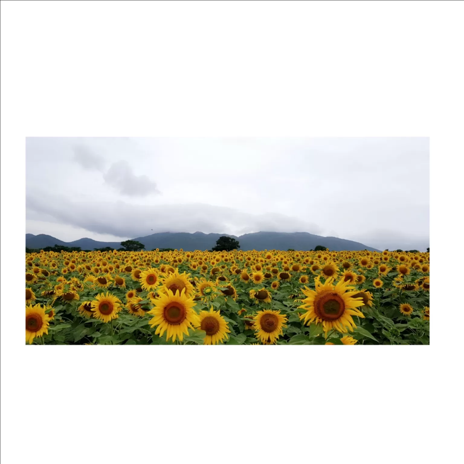 Cover Image of Varshitha N Gowda