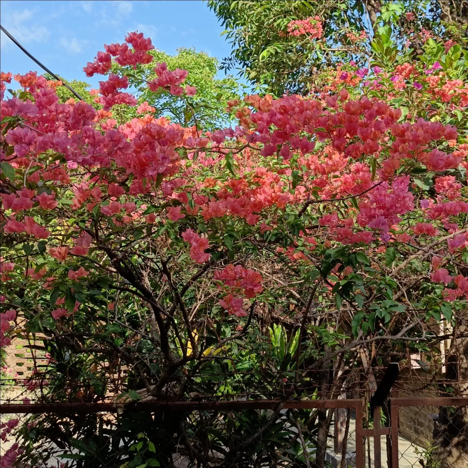 Cover Image of Rooben Madia