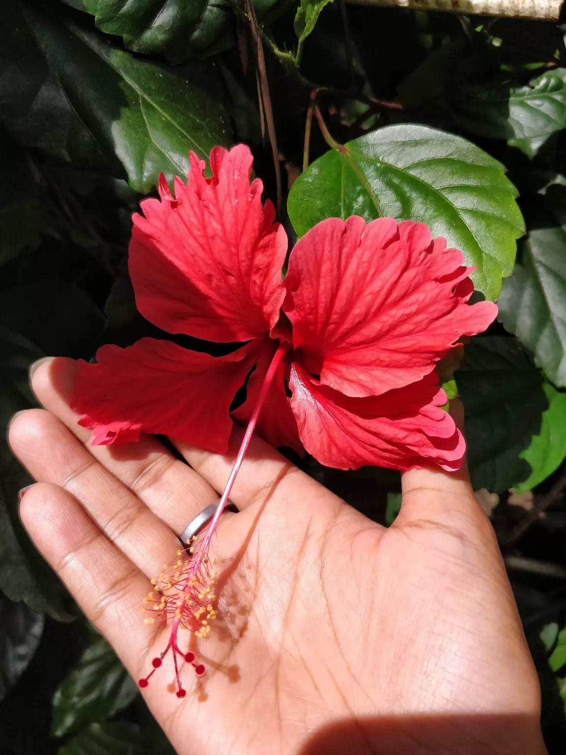 Cover Image of Puja Srivastava