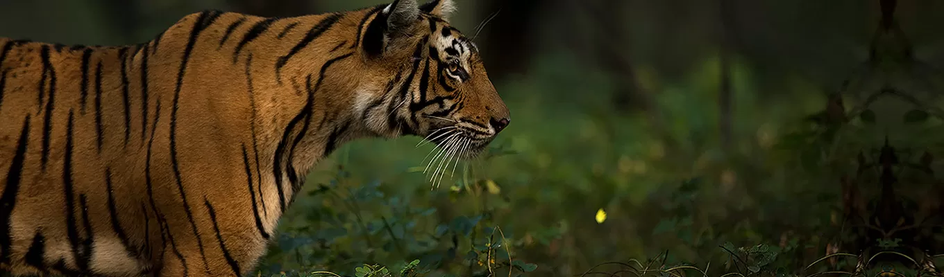 Cover Image of Indian Wildlife Adventures
