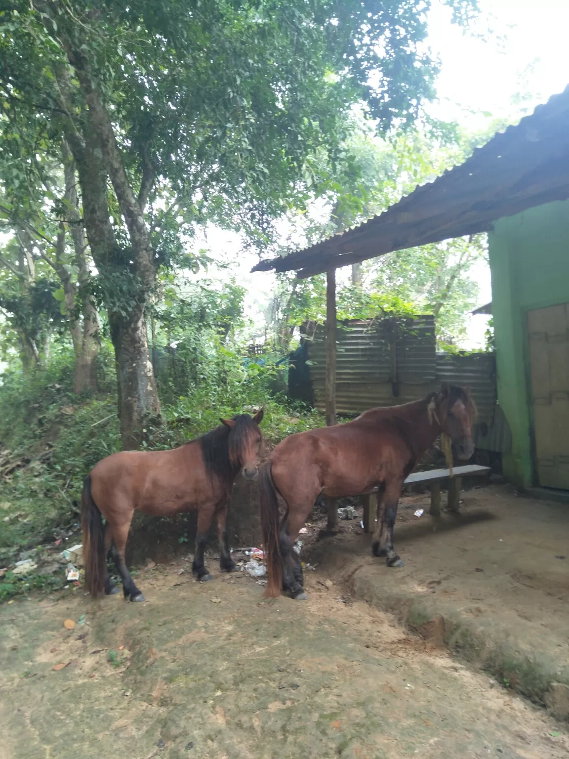 Cover Image of Mack Jamatia