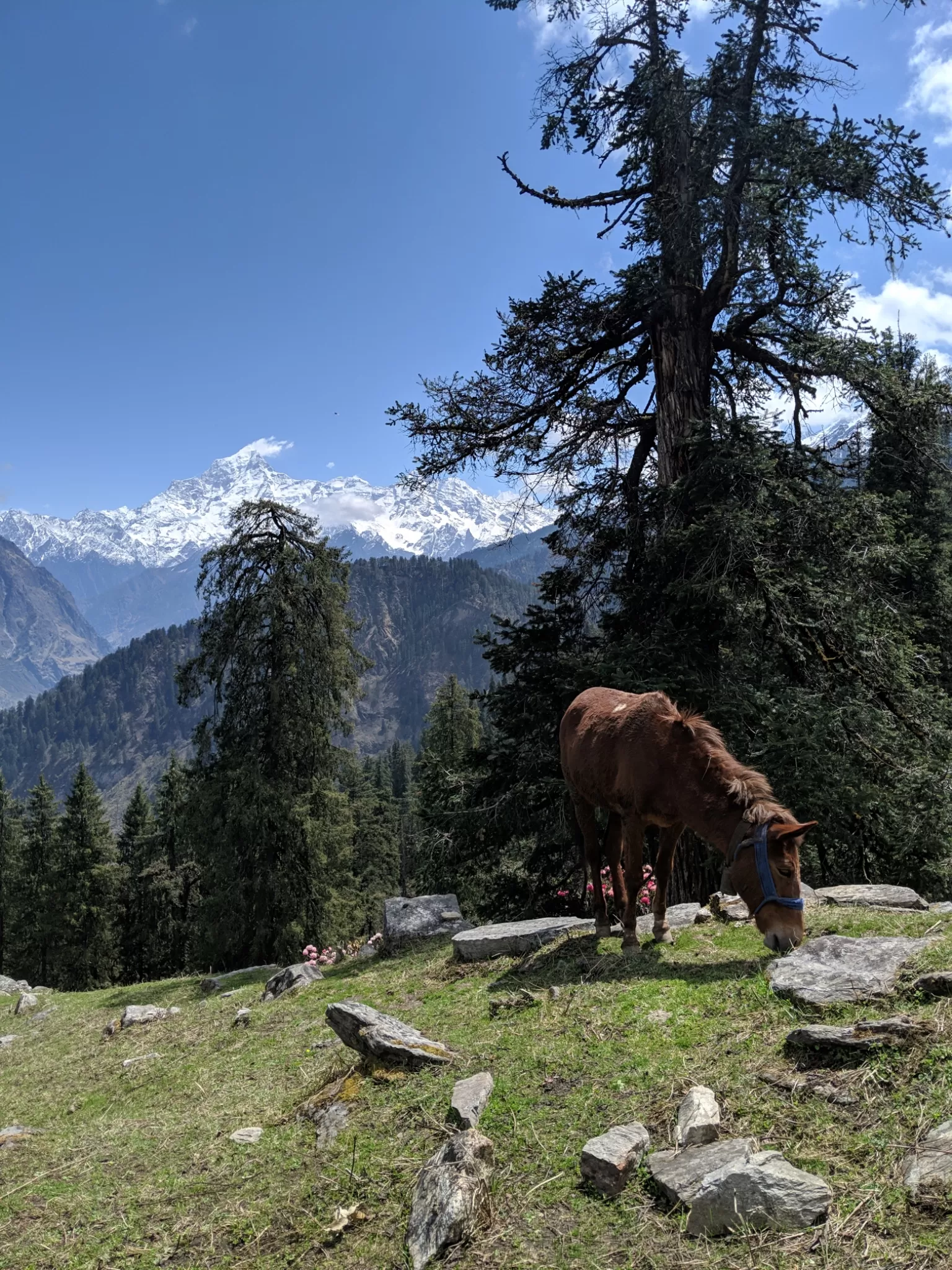 Cover Image of Mustafa Jamal
