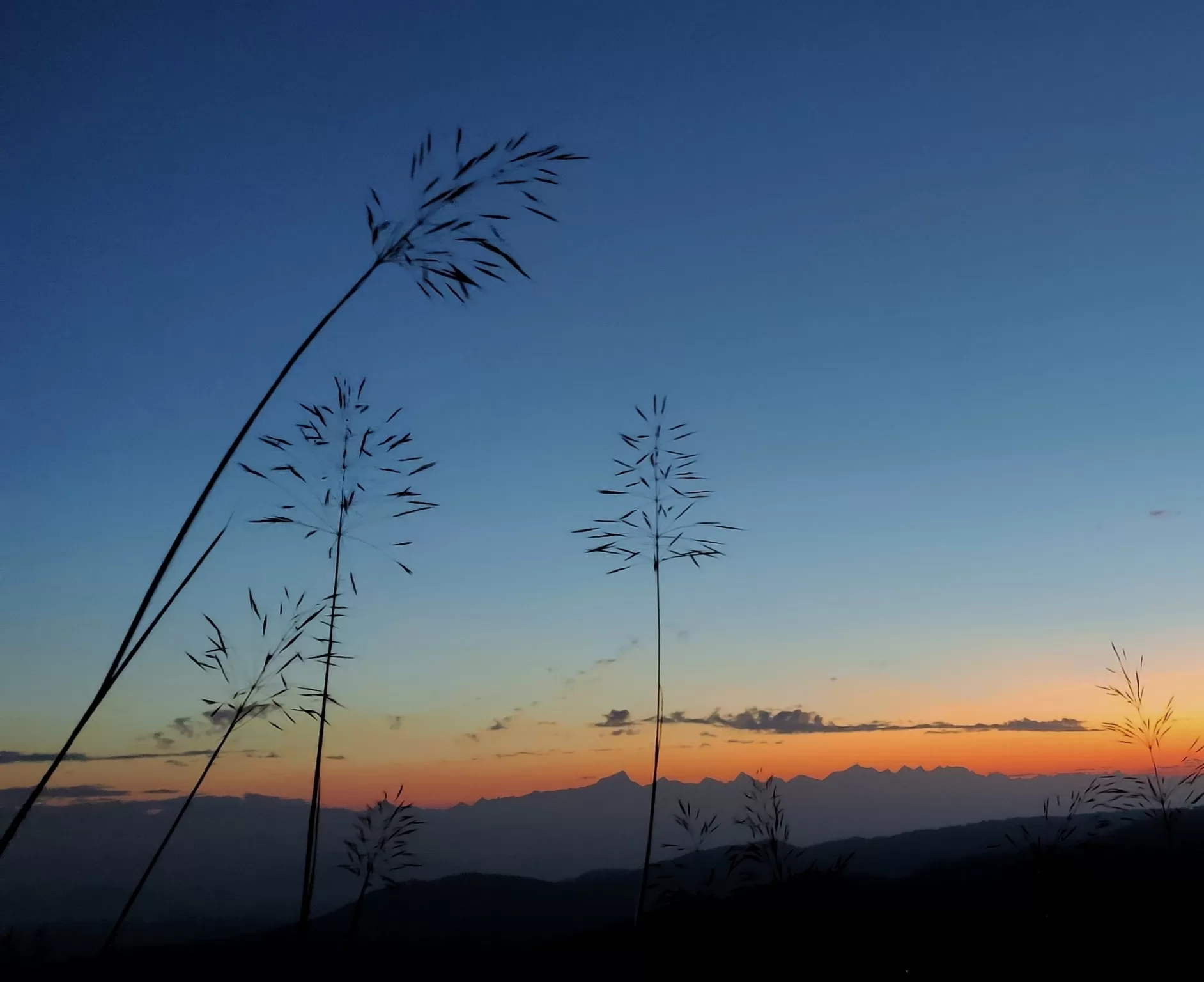 Cover Image of Priyanka Singh