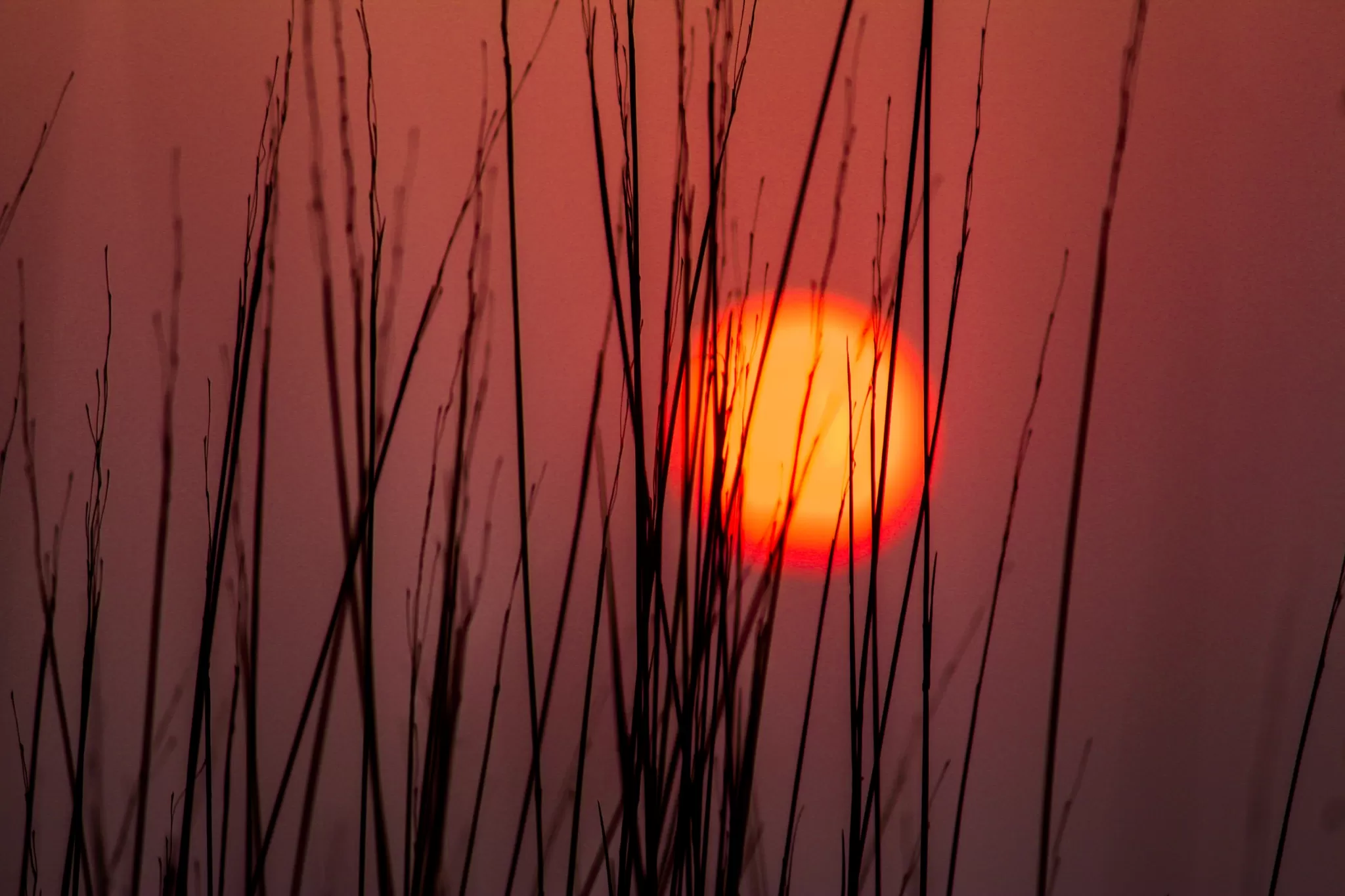 Cover Image of Indresh PadmaRam