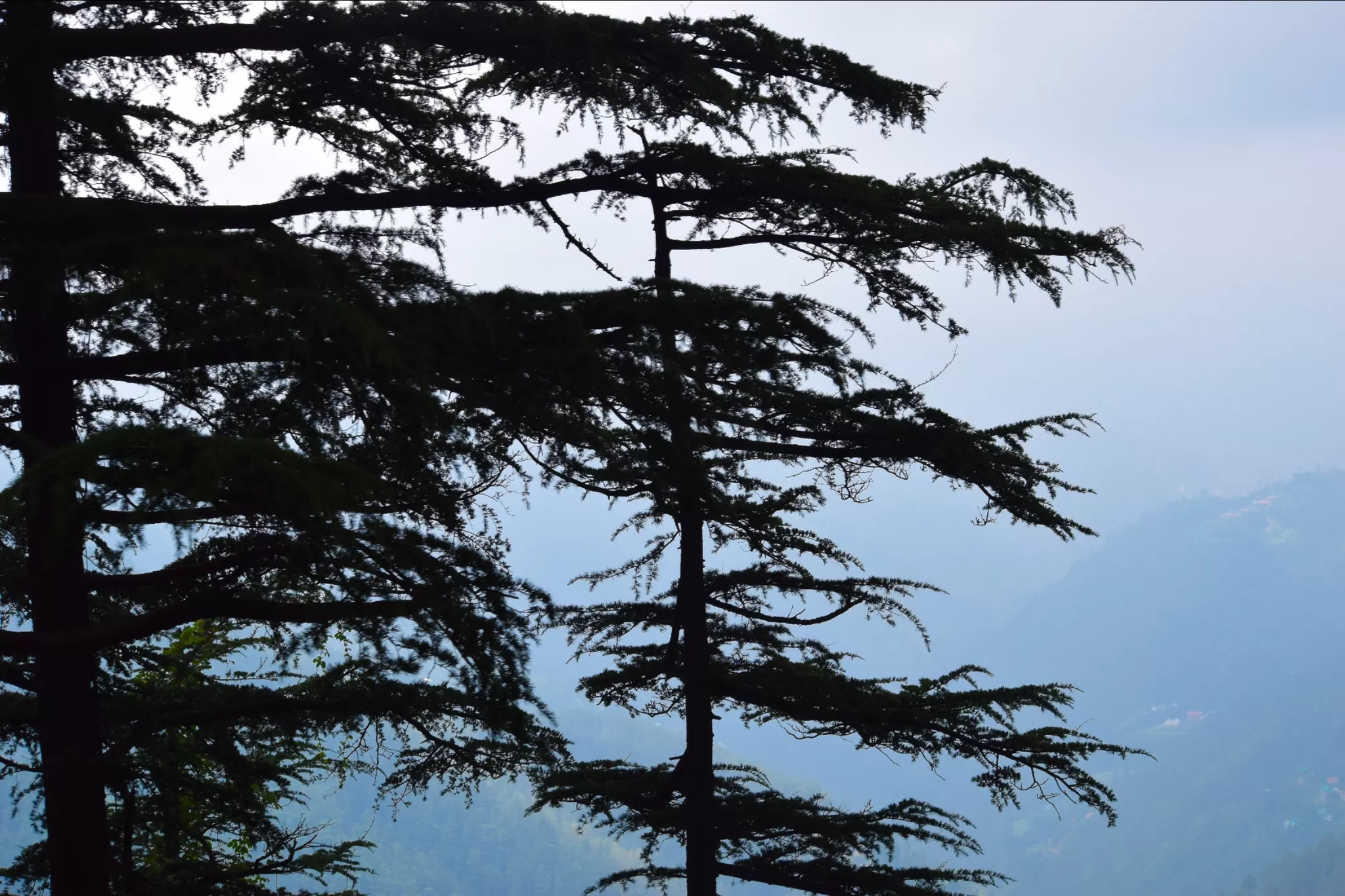 Cover Image of Nirmal Siby