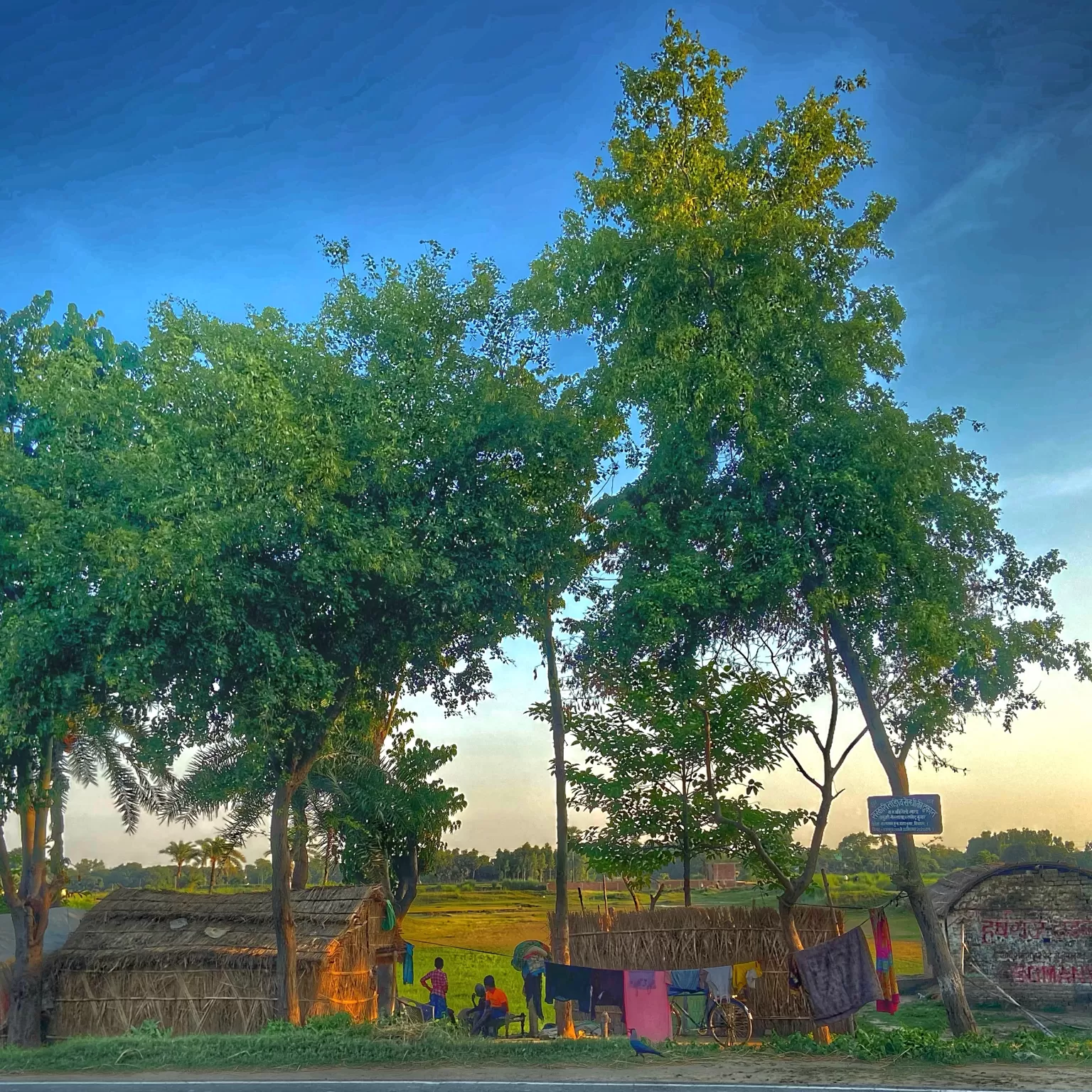 Cover Image of Shashi Mishra