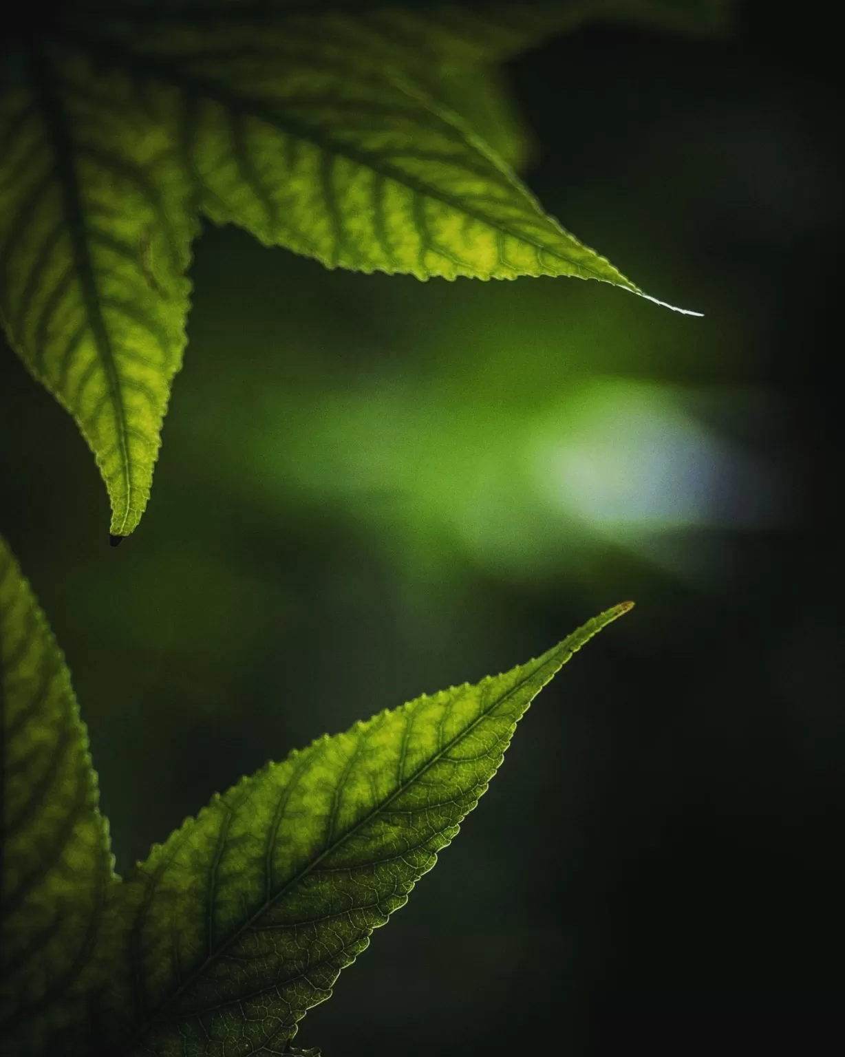 Cover Image of Akash Verma