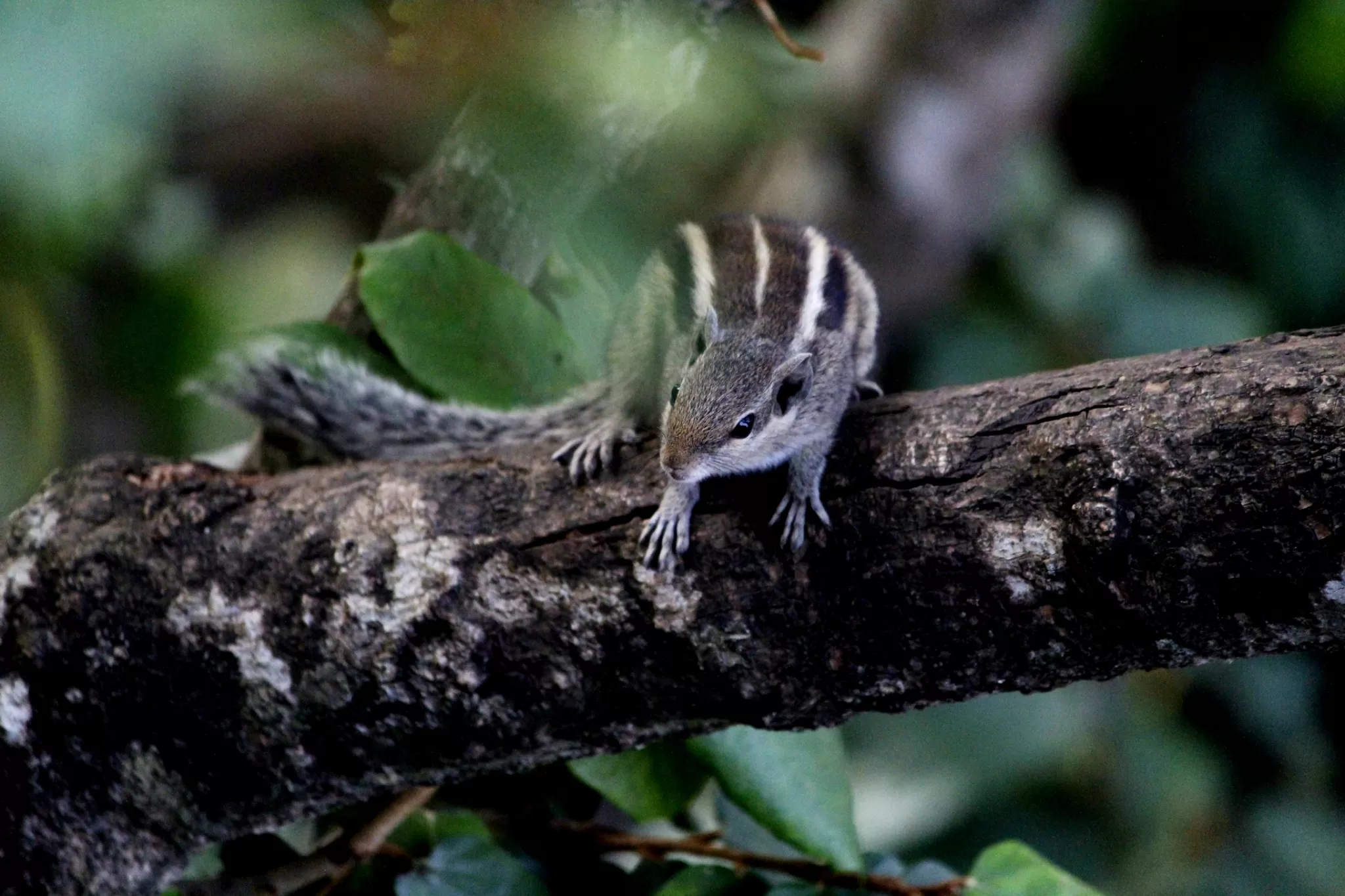 Cover Image of Ankit Singhi