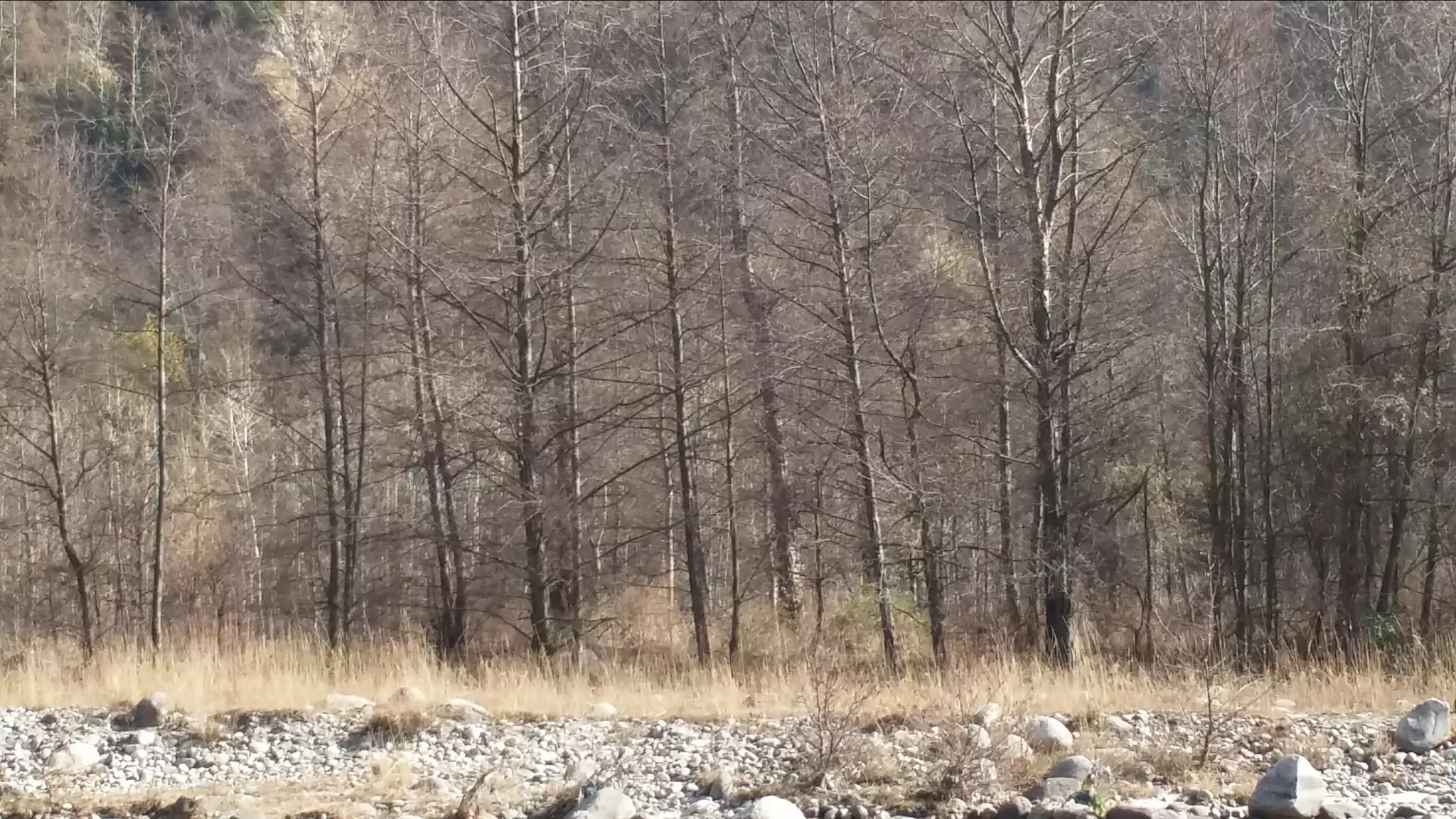 Cover Image of Girish Khatri