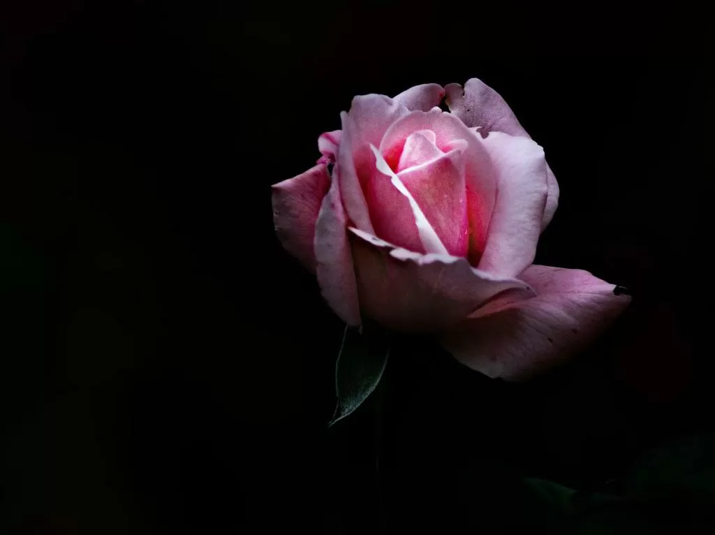 Cover Image of ERIC WILSON