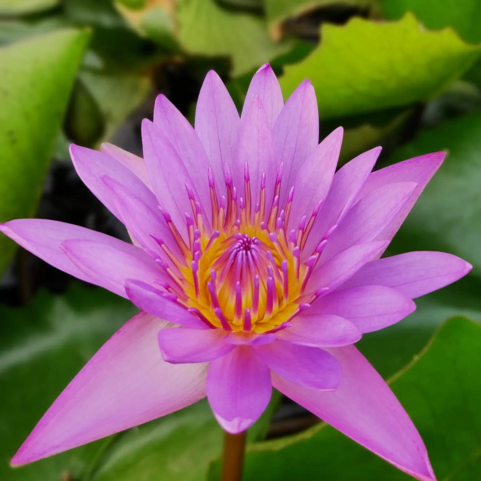 Cover Image of onkar devlekar