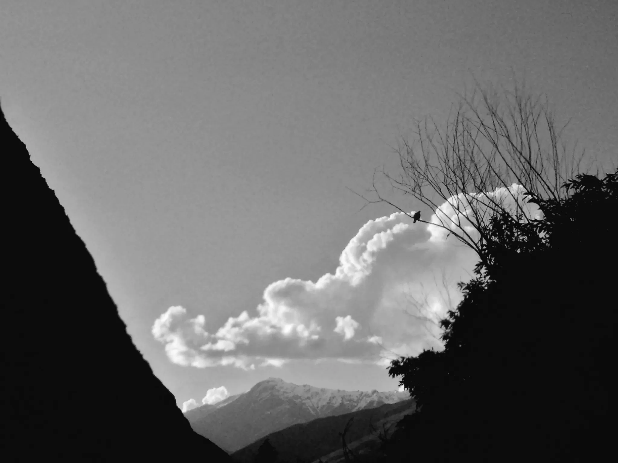 Cover Image of Arvind Sharma