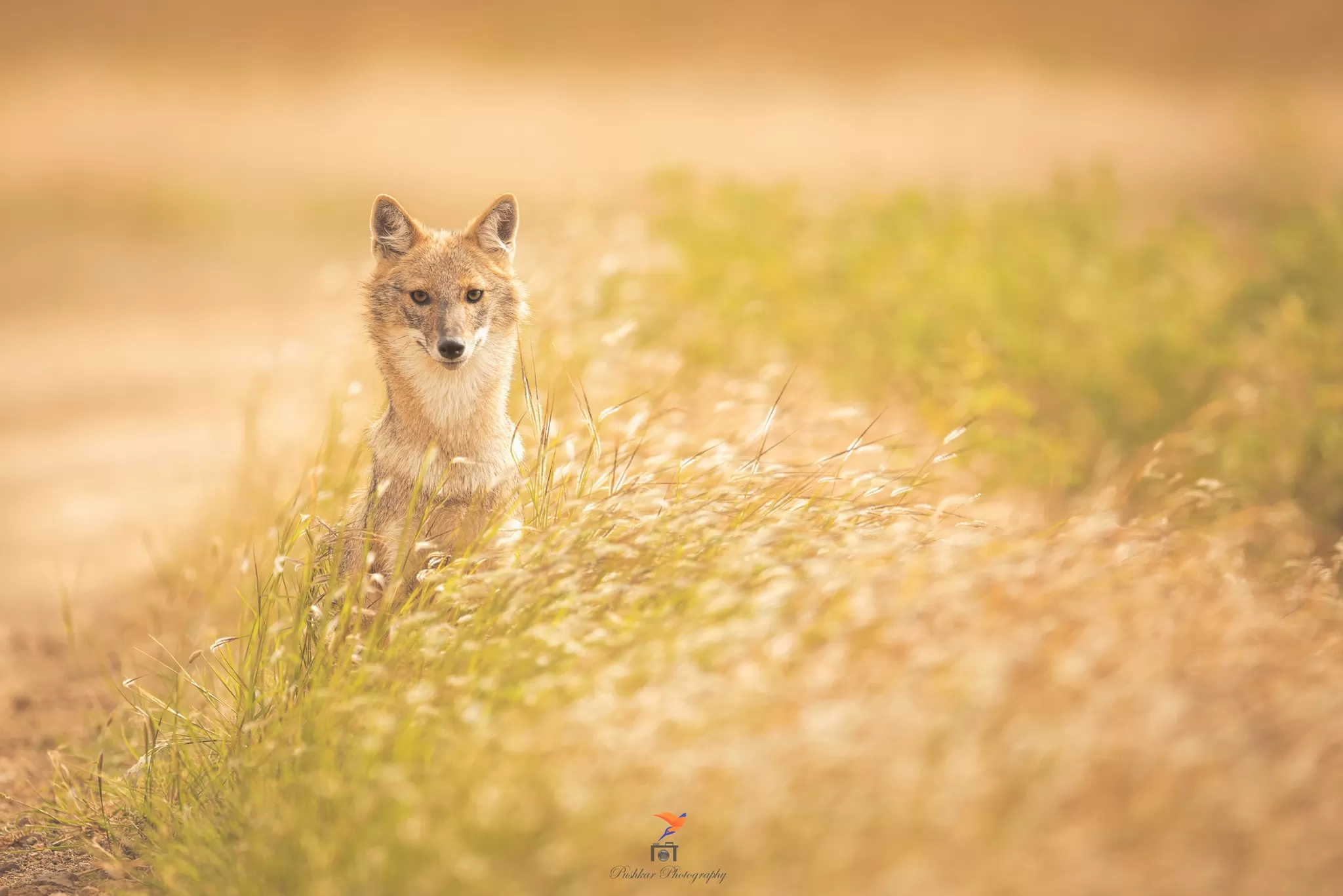 Cover Image of Ns Pushkar