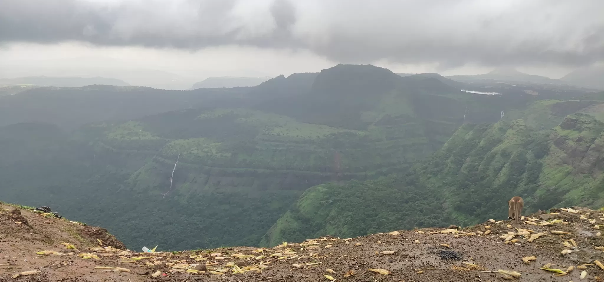 Cover Image of meet kodnani