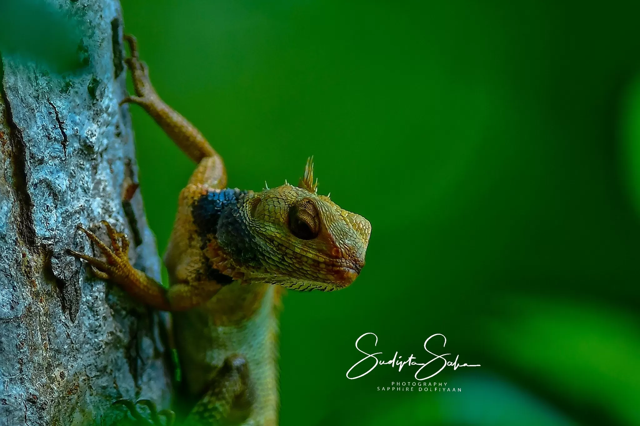 Cover Image of Sapphire Dolfiyaan