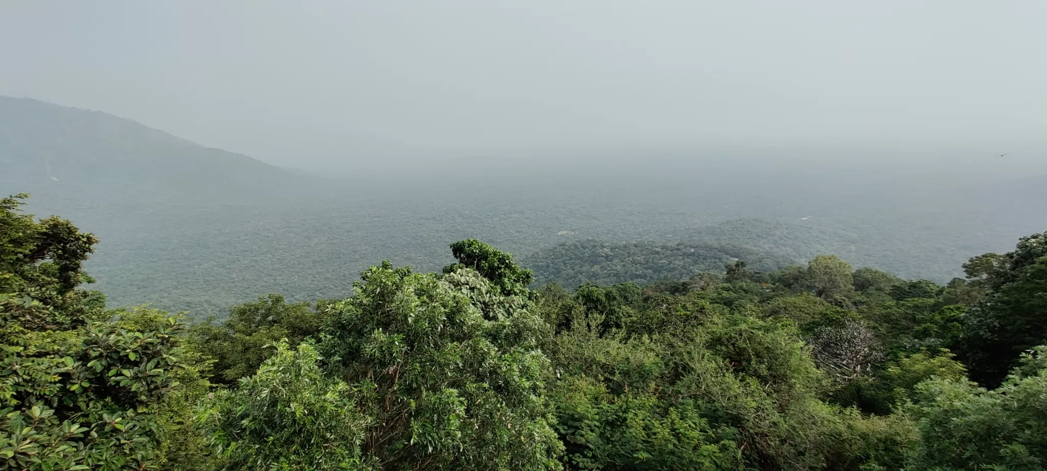 Cover Image of Immu O11