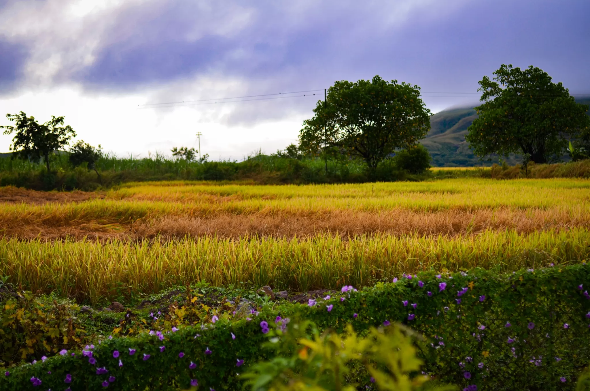 Cover Image of Sneha Dahad