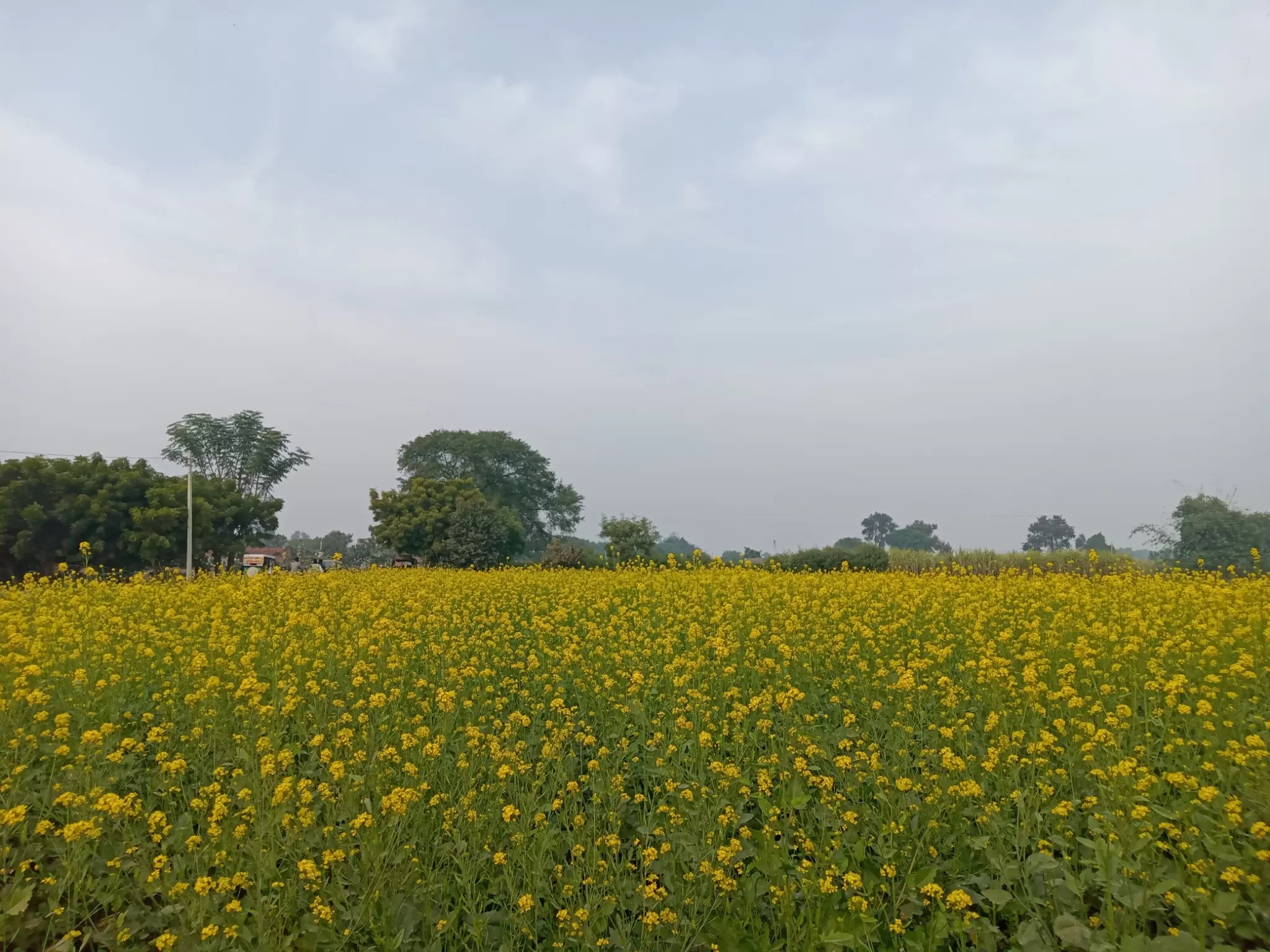 Cover Image of jagriti rai