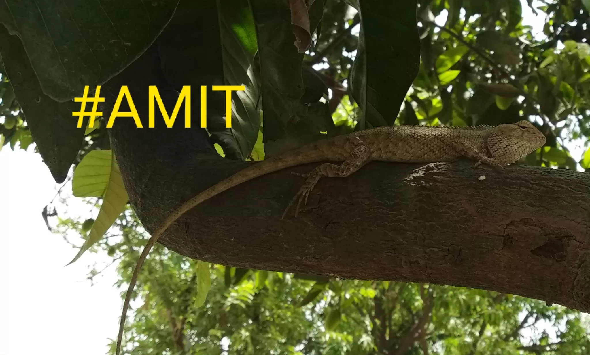 Cover Image of Amit Singh