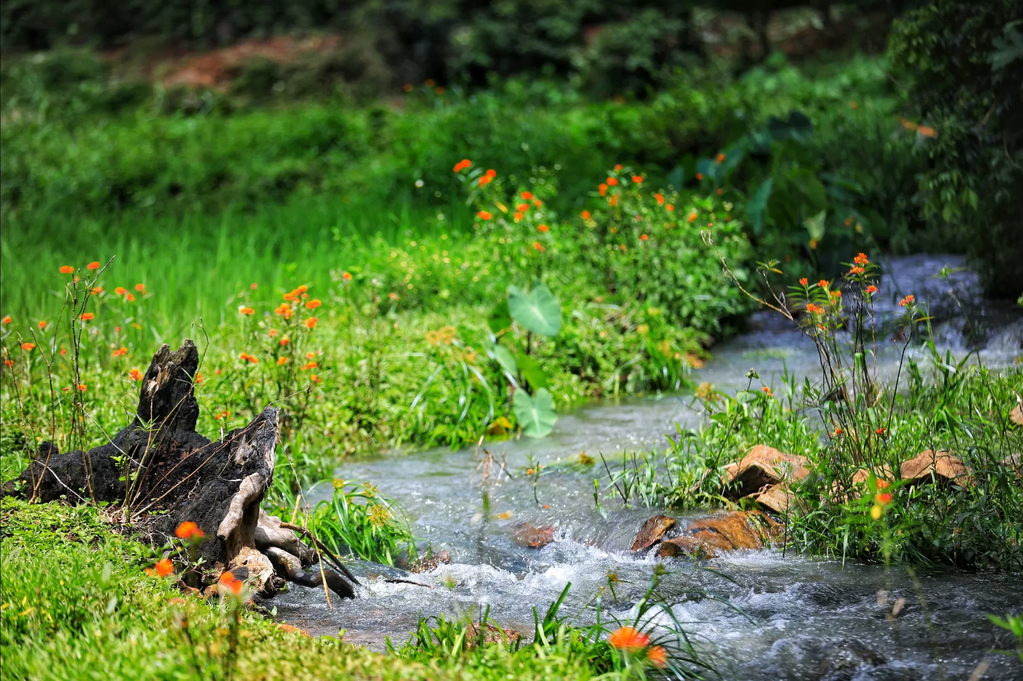 Cover Image of Beema