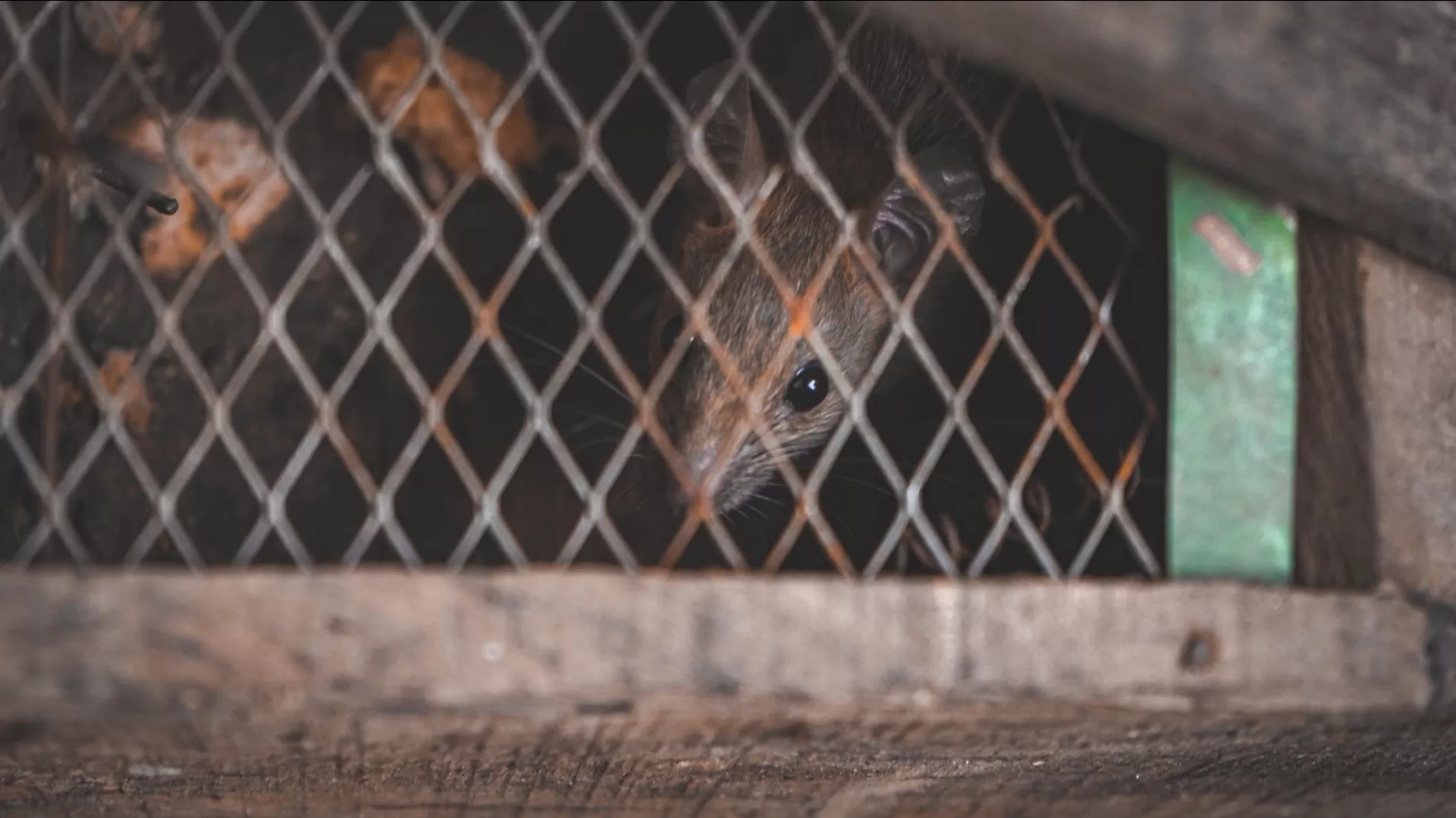 Cover Image of Chitransh Krishna