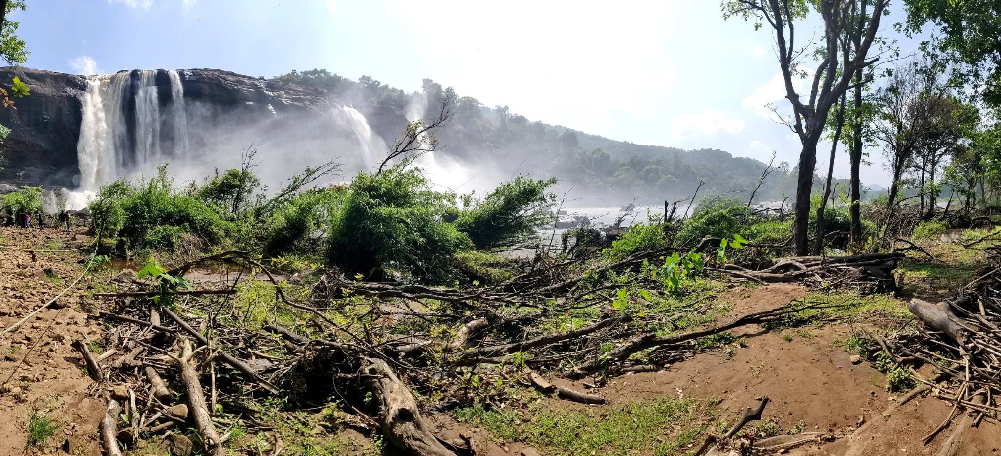 Cover Image of Alfred Pauly