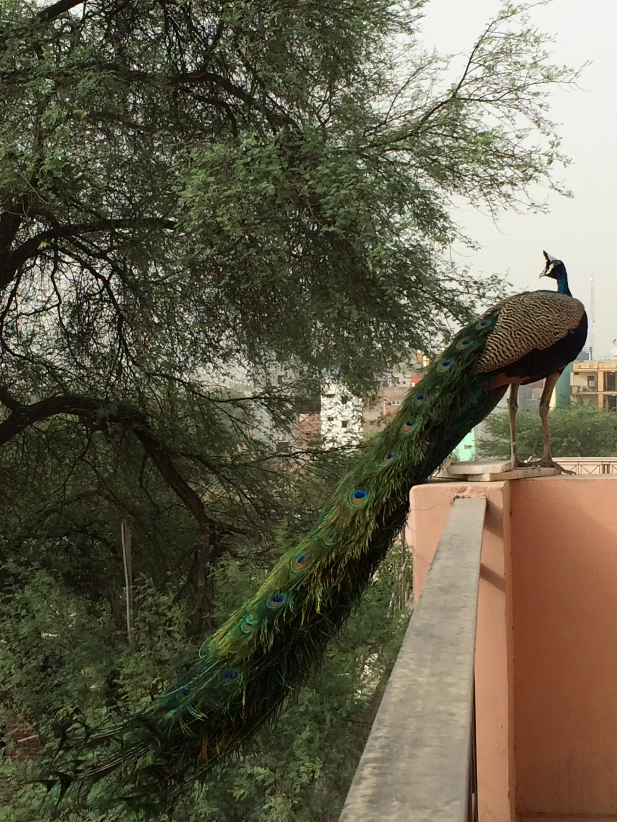 Cover Image of Shobhana Sharma