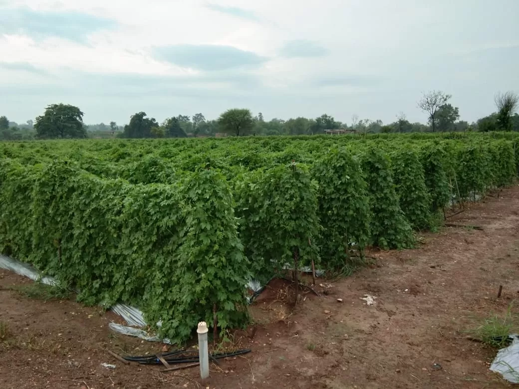 Cover Image of Praveen Kujur